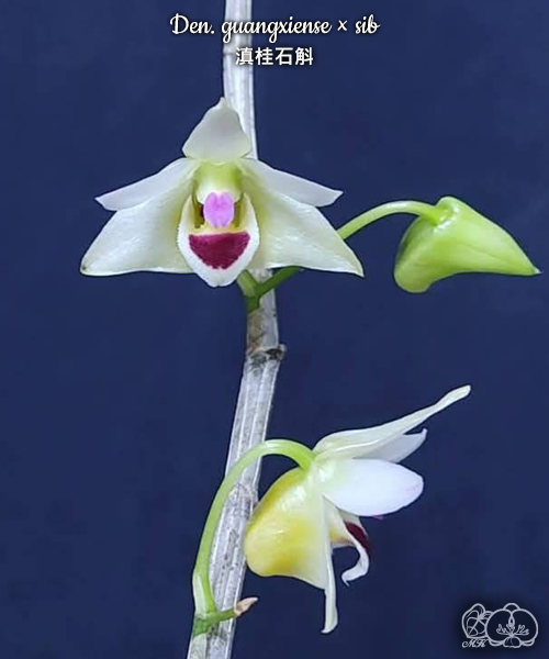 美琪園藝Miki Orchid - 批發專區